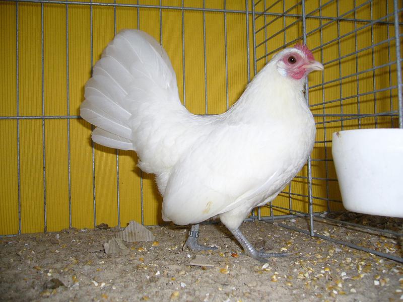 Hannover 2008 091.jpg - Holländische Zwerghühner weiss von Hans-Georg Regenhard V 97 BB